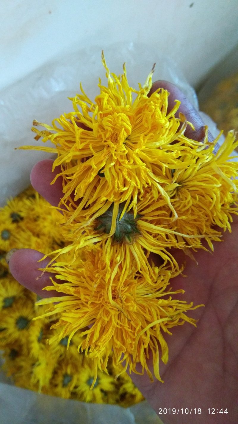 2019金丝皇菊