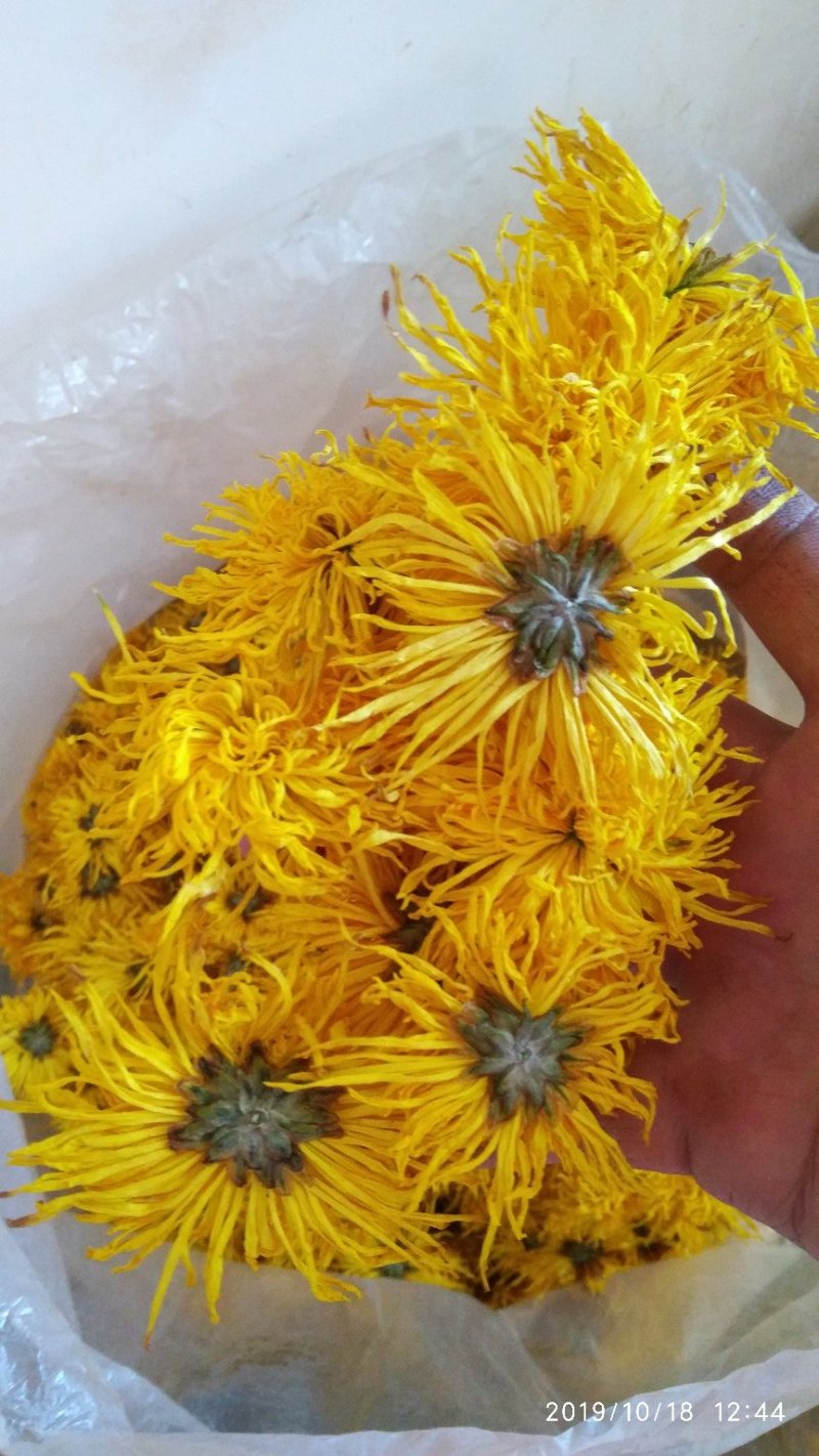 2019金丝皇菊