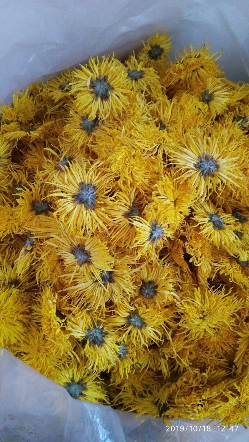 2019金丝皇菊