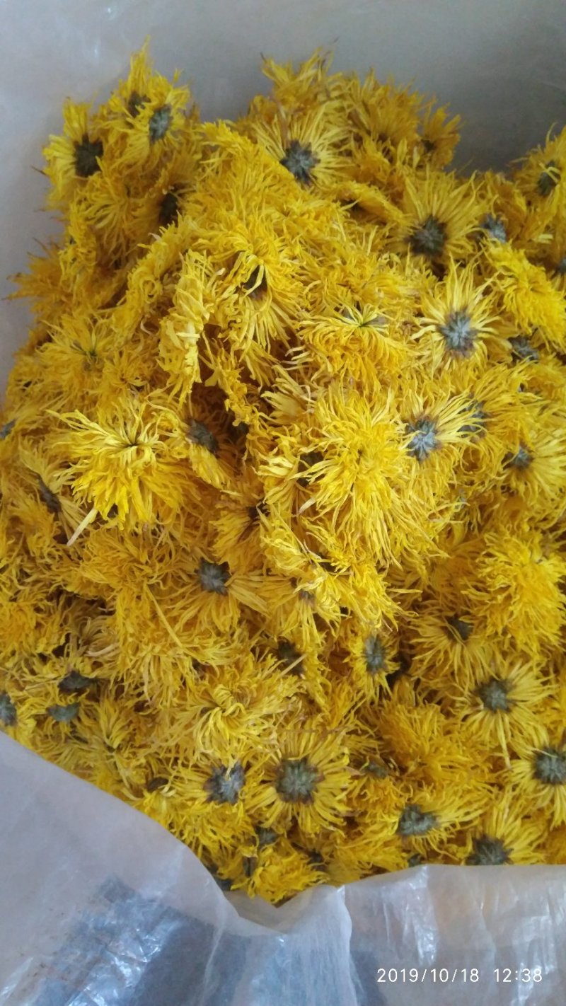 2019金丝皇菊