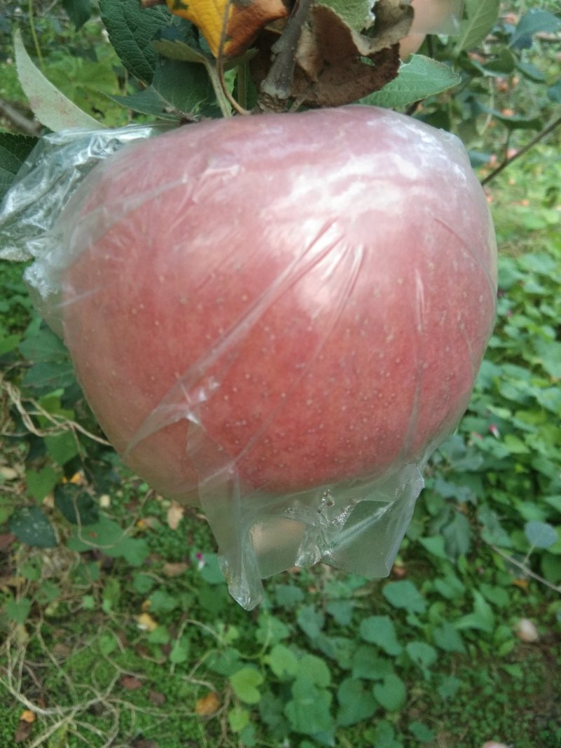 烟富3，烟富6，短枝，长富苹果，袋装，筐装，大铁筐正在热