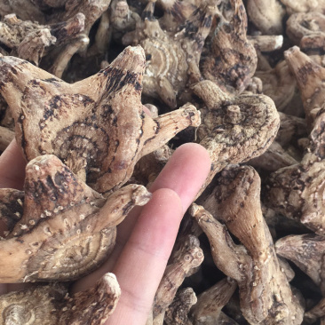 白芨白芨个子野生都有货白芨片家种