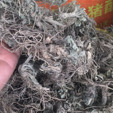地胆头地胆头野生货量大包