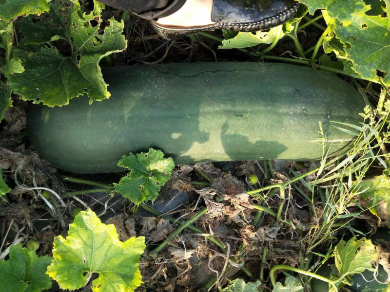 大量供应黑皮冬瓜一手货源量大质优，产地直销，量大从优