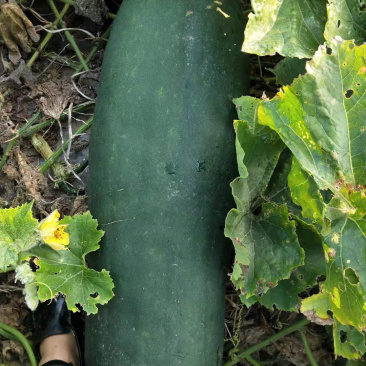 大量供应黑皮冬瓜一手货源量大质优，产地直销，量大从优