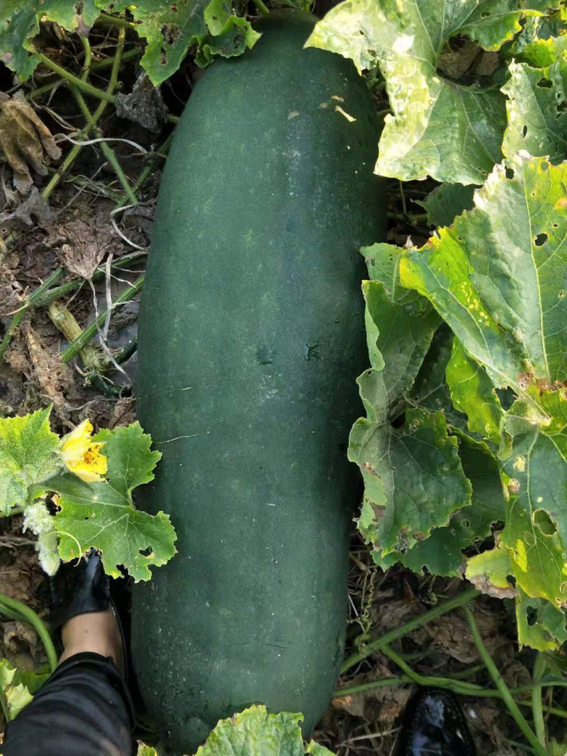 大量供应黑皮冬瓜一手货源量大质优，产地直销，量大从优