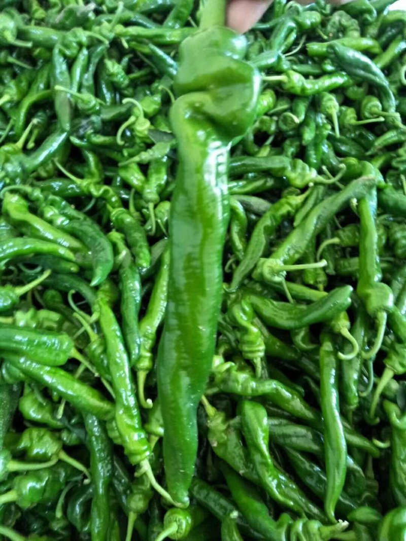 《推荐》大荔精品螺丝辣椒大量上市中价格优惠可视频看货