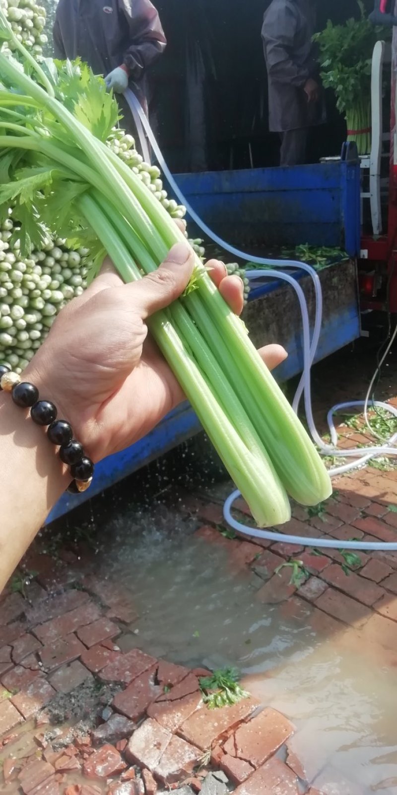 芹菜。优质西芹。皇后芹菜，大中小各种品阶齐全。
