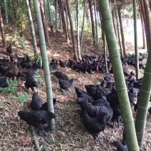 黑乌鸡脱温鸡，乌骨鸡，五黑鸡脱温鸡疫苗到位