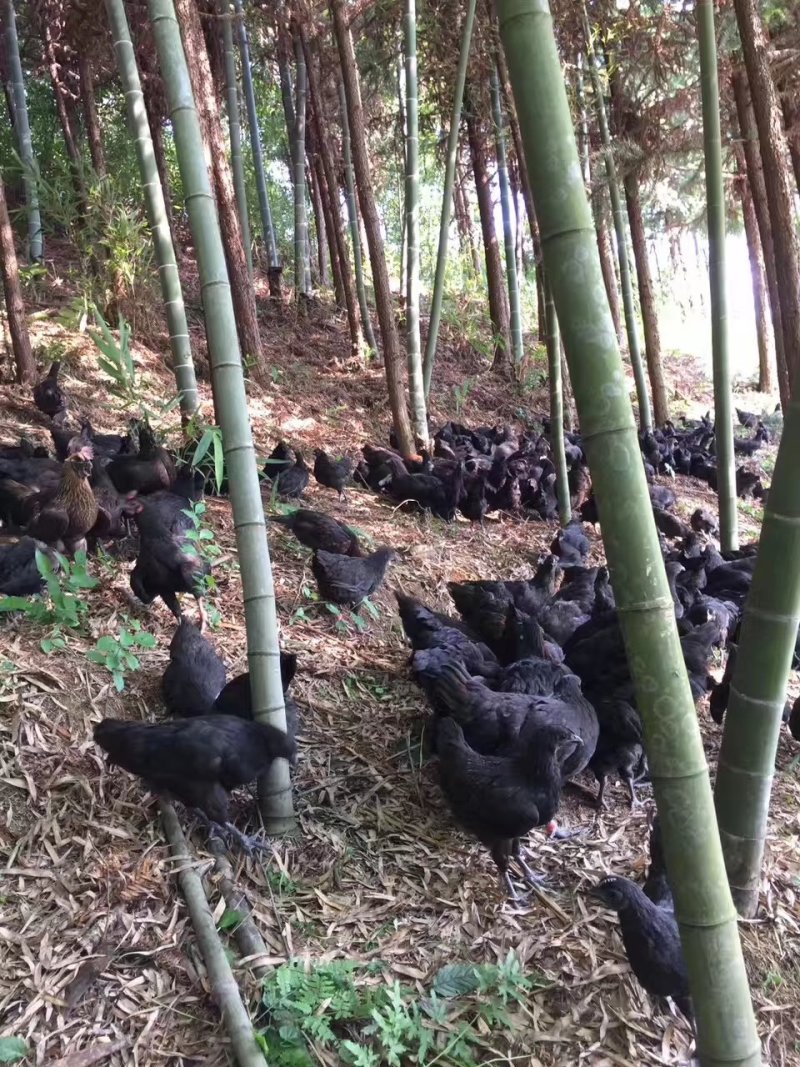 黑乌鸡脱温鸡，乌骨鸡，五黑鸡脱温鸡疫苗到位