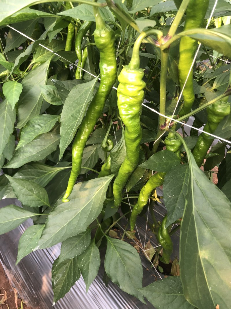 各种树椒专供