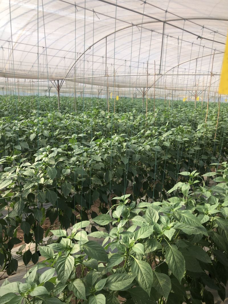 各种树椒专供