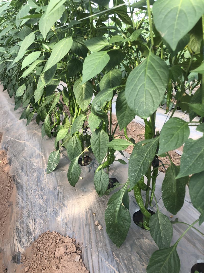 各种树椒专供