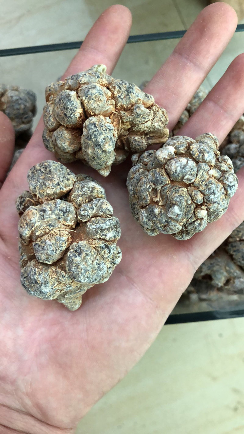 云南文山三七产地直销（精选）文山三七（田七）可磨粉