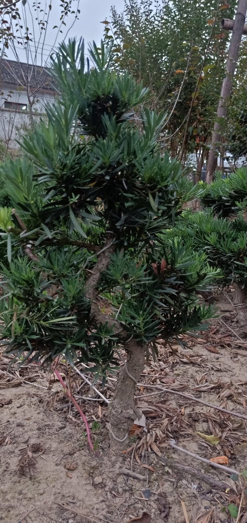 皖南中叶罗汉松小型盆景