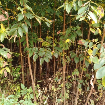 栾树黄山栾树南栾小苗1--3公分江苏栾树苗海量供应