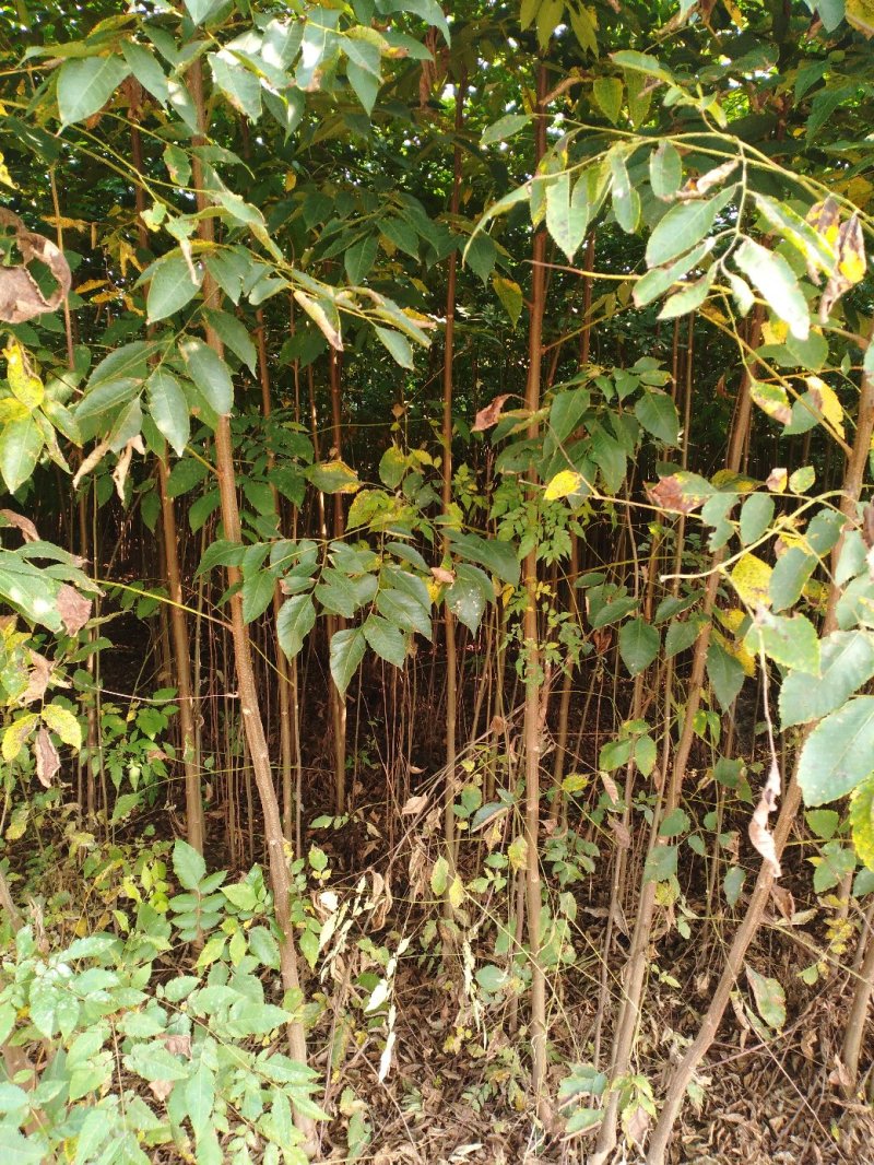 栾树黄山栾树南栾小苗1--3公分江苏栾树苗海量供应