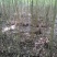 栾树黄山栾树南栾小苗1--3公分江苏栾树苗海量供应