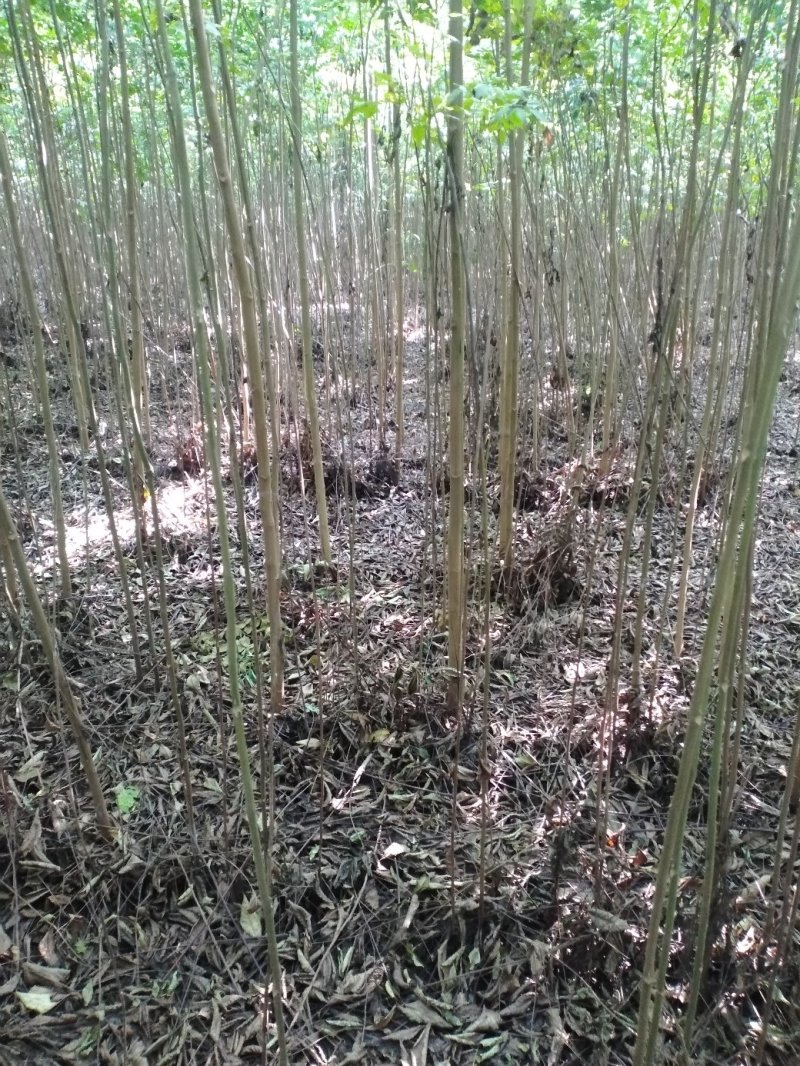 栾树黄山栾树南栾小苗1--3公分江苏栾树苗海量供应