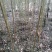 栾树黄山栾树南栾小苗1--3公分江苏栾树苗海量供应