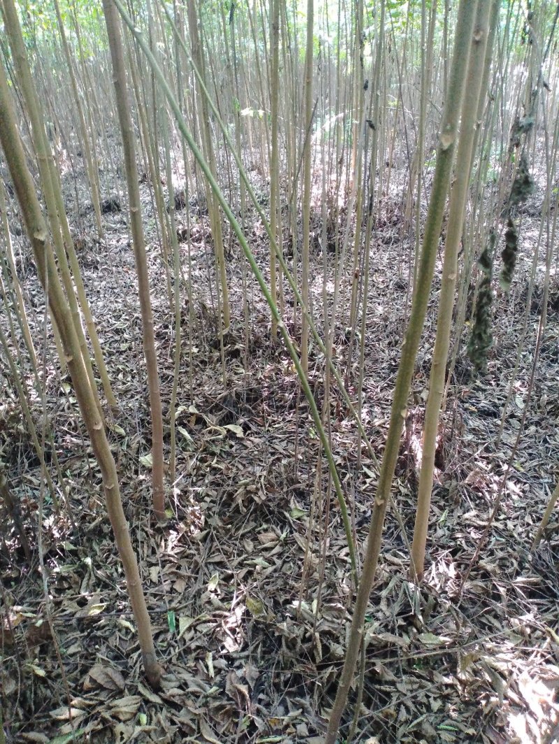 栾树黄山栾树南栾小苗1--3公分江苏栾树苗海量供应