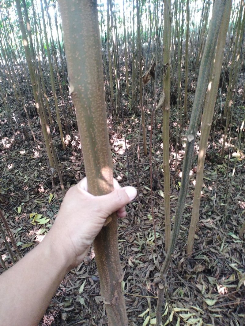 栾树黄山栾树南栾小苗1--3公分江苏栾树苗海量供应