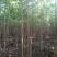 栾树黄山栾树南栾小苗1--3公分江苏栾树苗海量供应