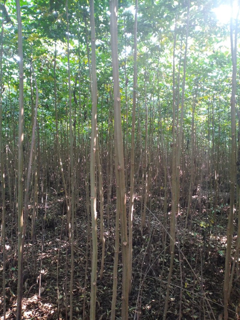 栾树黄山栾树南栾小苗1--3公分江苏栾树苗海量供应
