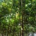 栾树黄山栾树南栾小苗1--3公分江苏栾树苗海量供应