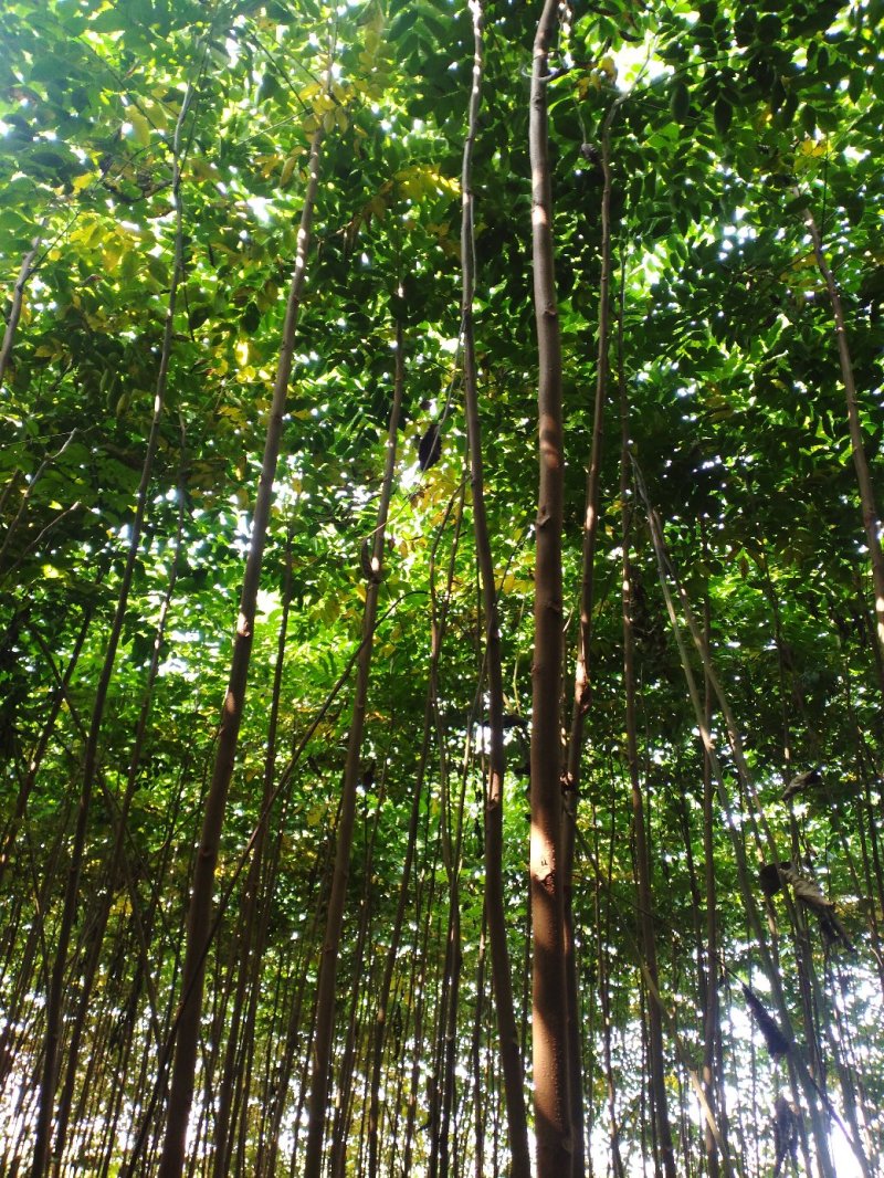 栾树黄山栾树南栾小苗1--3公分江苏栾树苗海量供应