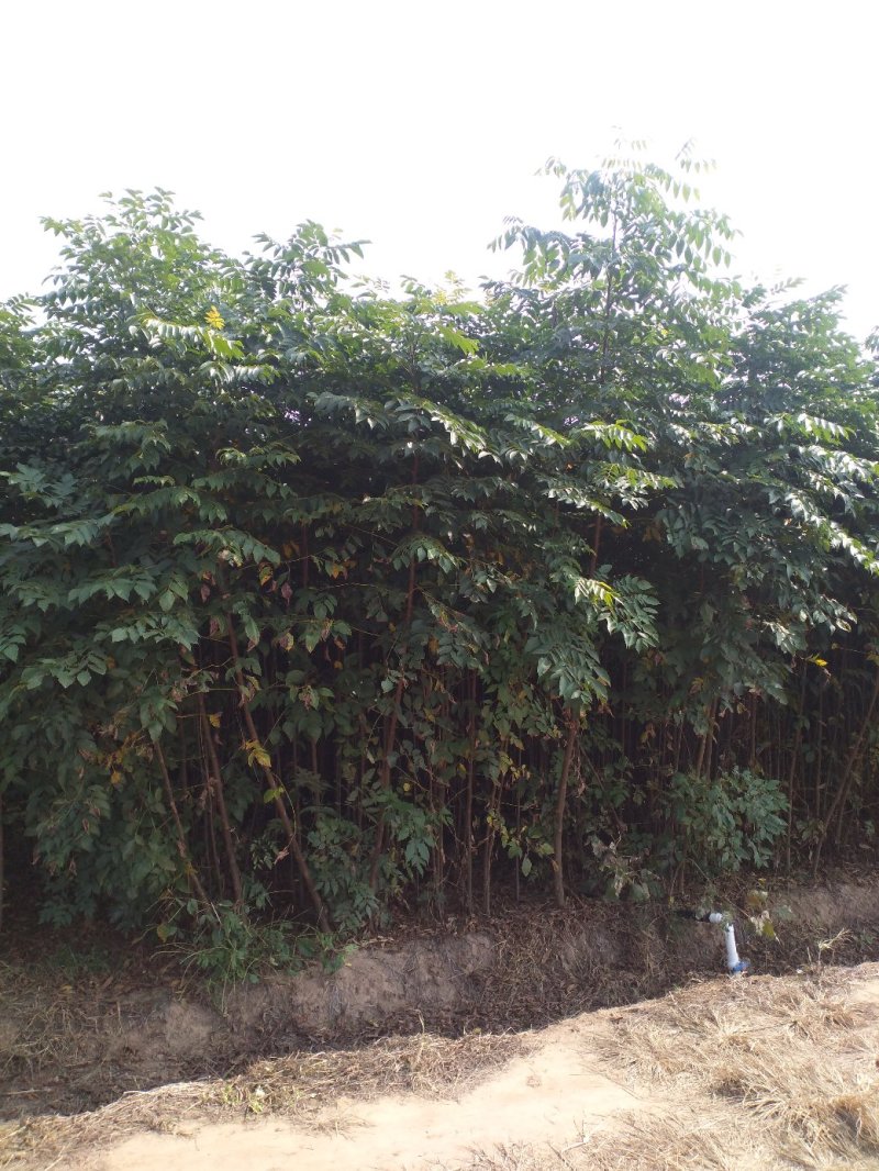 栾树黄山栾树南栾小苗1--3公分江苏栾树苗海量供应
