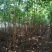 栾树黄山栾树南栾小苗1--3公分江苏栾树苗海量供应