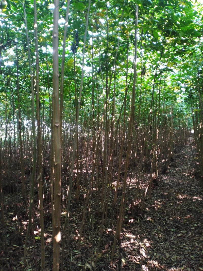 栾树黄山栾树南栾小苗1--3公分江苏栾树苗海量供应
