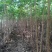 栾树黄山栾树南栾小苗1--3公分江苏栾树苗海量供应
