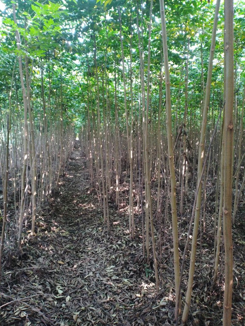 栾树黄山栾树南栾小苗1--3公分江苏栾树苗海量供应