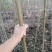 栾树黄山栾树南栾小苗1--3公分江苏栾树苗海量供应
