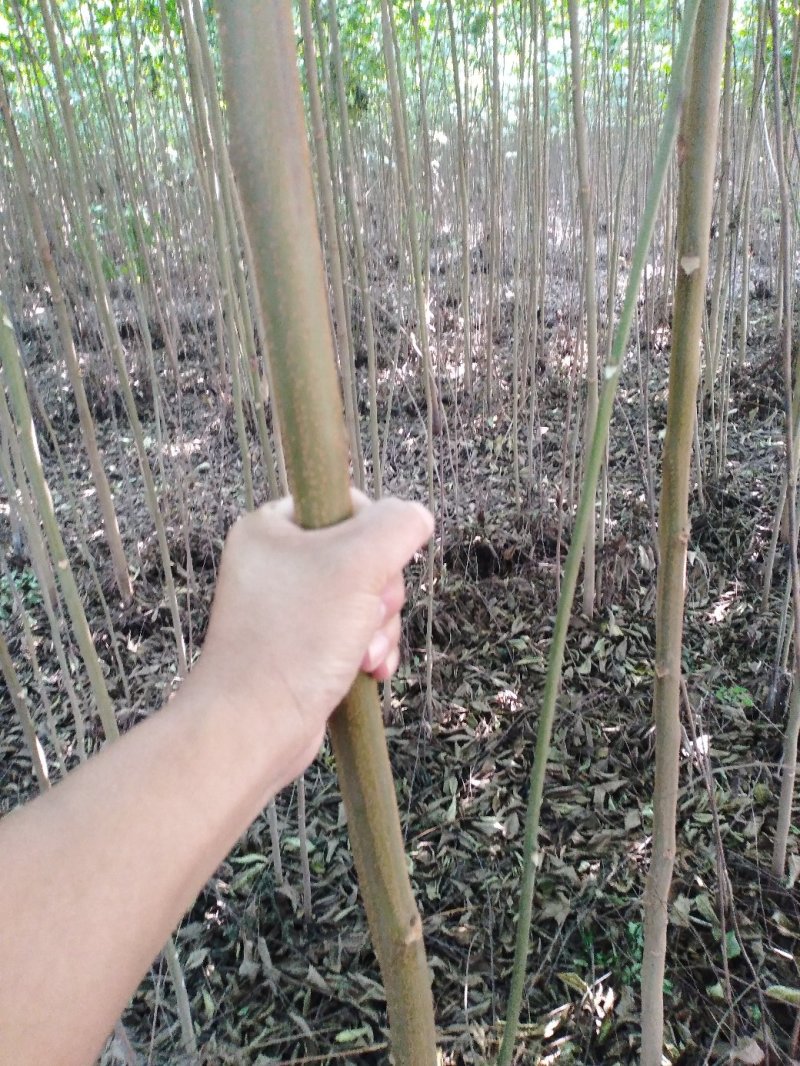 栾树黄山栾树南栾小苗1--3公分江苏栾树苗海量供应