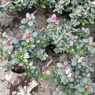 长期大量现货供应绿化植被