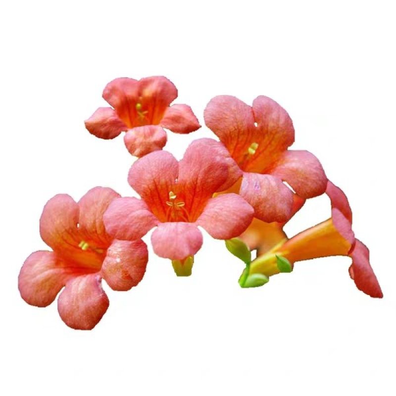 美国耐寒凌霄花苗基地直供包成活免费提供种植技术