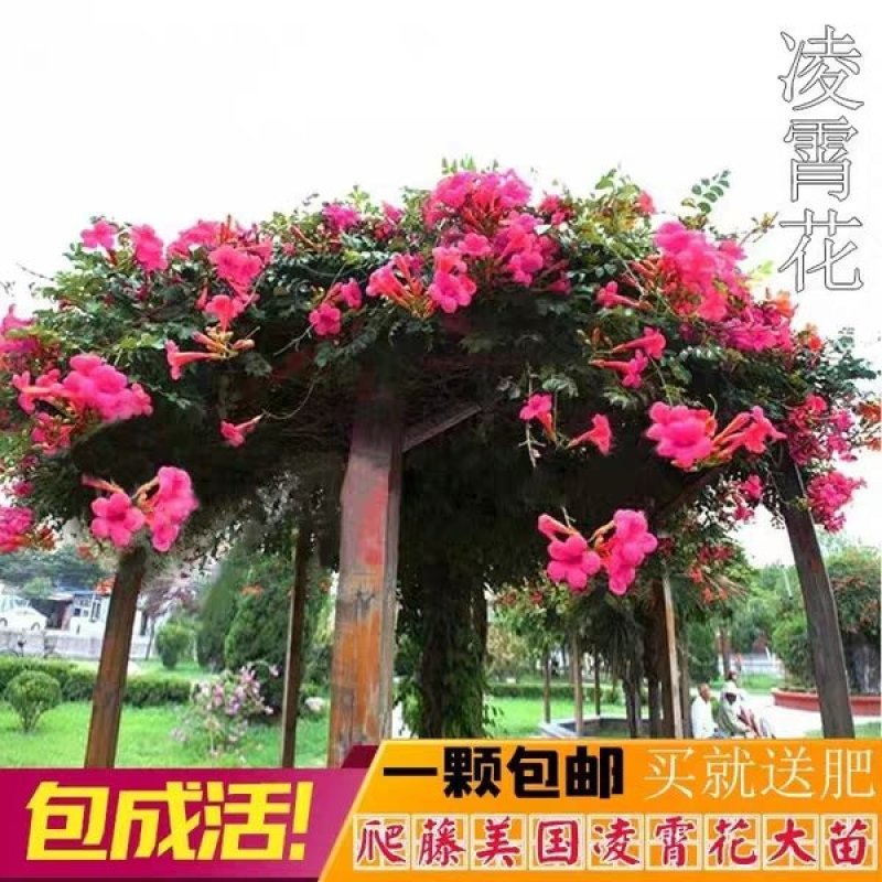 美国耐寒凌霄花苗基地直供包成活免费提供种植技术