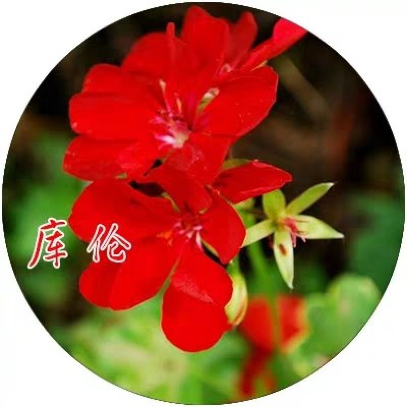 美国耐寒凌霄花苗基地直供包成活免费提供种植技术