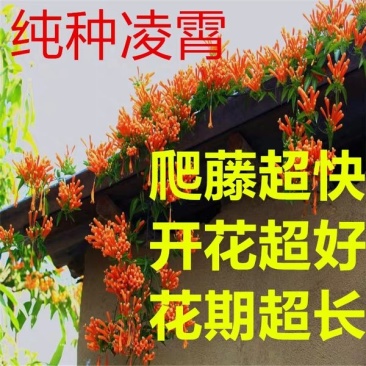 美国耐寒凌霄花苗基地直供包成活免费提供种植技术