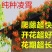 美国耐寒凌霄花苗基地直供包成活免费提供种植技术