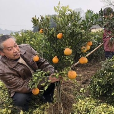 嫁接柑橘苗