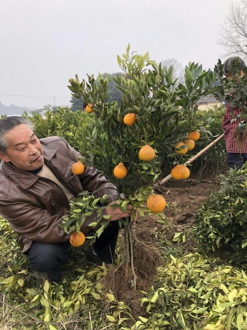 嫁接柑橘苗