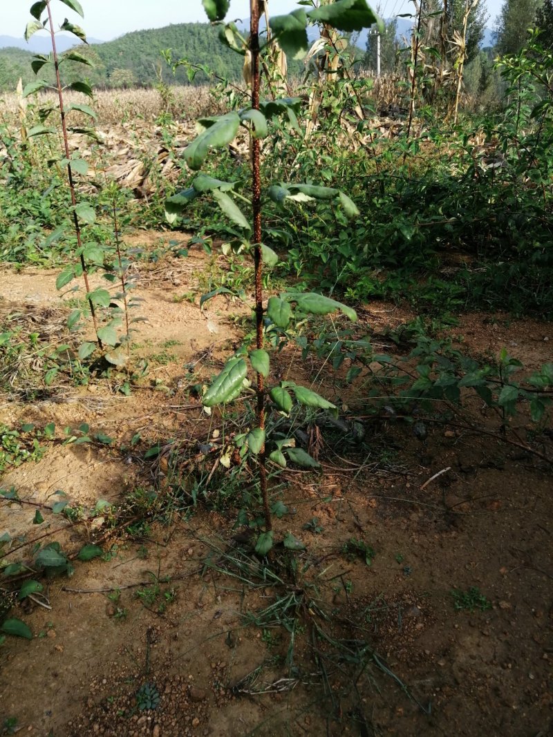 连翘苗药用连翘苗药材连翘连翘河南山西绿化连翘苗野生连翘