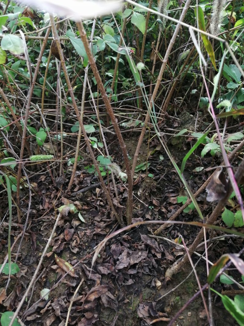 连翘苗药用连翘苗药材连翘连翘河南山西绿化连翘苗野生连翘