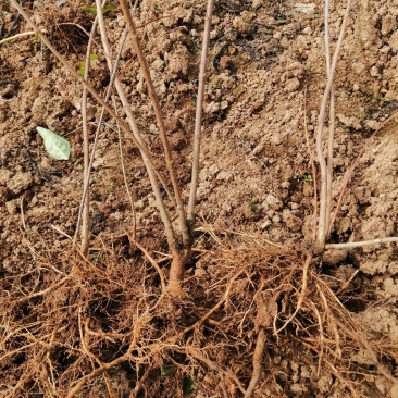 连翘苗药用连翘苗药材连翘连翘河南山西绿化连翘苗野生连翘