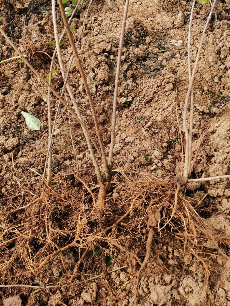 连翘苗药用连翘苗药材连翘连翘河南山西绿化连翘苗野生连翘