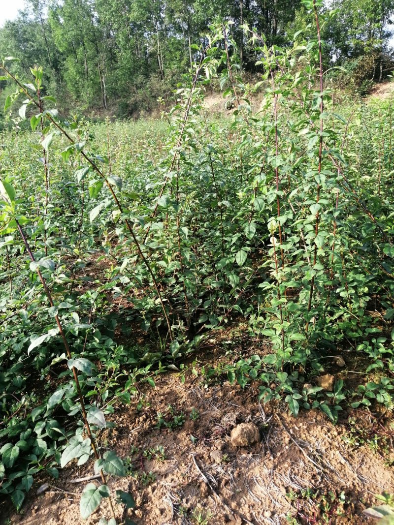 连翘苗药用连翘苗药材连翘连翘河南山西绿化连翘苗野生连翘